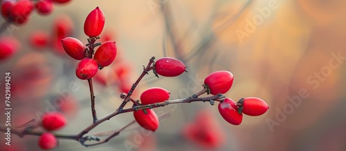 A close-up view of a tree bearing vibrant red Cornelian cherries, also known as Cornus Mas berries. The tree stands out with its colorful fruits against a green backdrop.