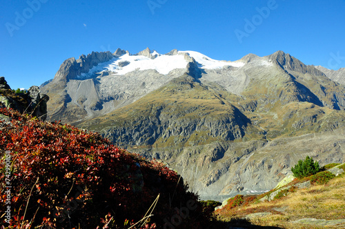 Alpenflora auf der Riederalp/Moosfluh mit den Fusshörnern und schmelzenden Gletschern. Swiss alps flora at Moosfluh/Riederal