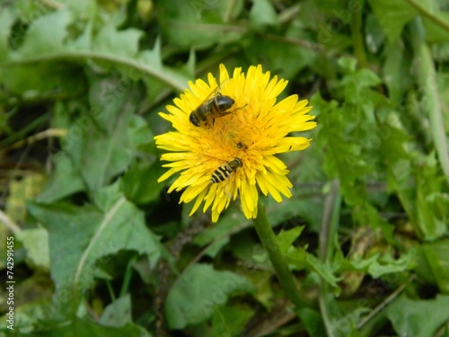 Wallpaper Mural Working bee collecting pollen from a dandelion Torontodigital.ca