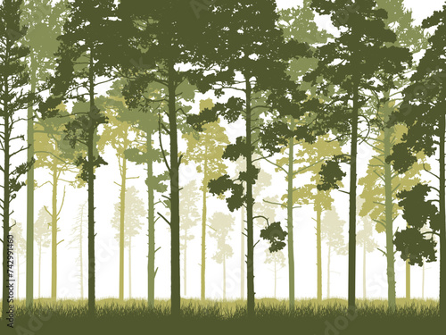 Coniferous forest with tall pine trunks and grass. Silhouette of beautiful landscape. Vector illustration