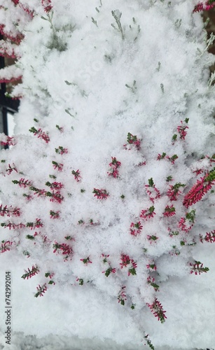 Snow-covered Erica or heath floral in bloom. Pink flowering plant in the family Ericaceae. Selective focus bush of wild purple flowers Calluna vulgaris covered with snow.