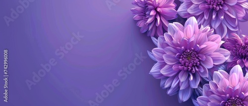 A tranquil array of purple dahlia flowers set against a gradient purple backdrop. Their vibrant hues and intricate petal structures evoke a sense of calm and elegance.