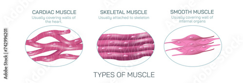 There are three types of muscle tissue that are cardiac, smooth and skeletal. cardiac muscle found in walls of the heart, Smooth muscle is found in wall of the intestine, skeletal is attached to bone. photo