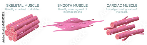 There are three types of muscle tissue that are cardiac, smooth and skeletal. cardiac muscle found in walls of the heart, Smooth muscle is found in wall of the intestine, skeletal is attached to bone.