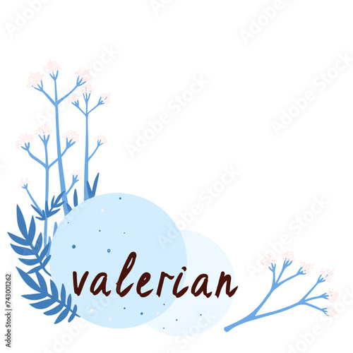 Valerian light blue plant vector illustration. Hand drawn with lettering organic valerian. For invitation, poster, sticker, print and greeting card.