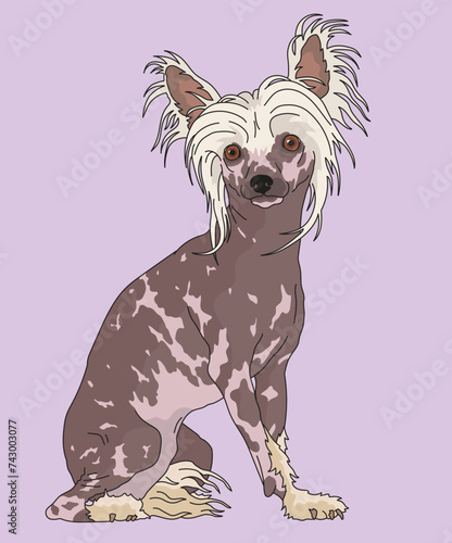 Chinese Crested Puff Dog Standing Side View