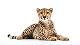 Cheetah setting isolated on white background