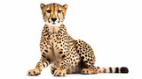 Cheetah setting isolated on white background