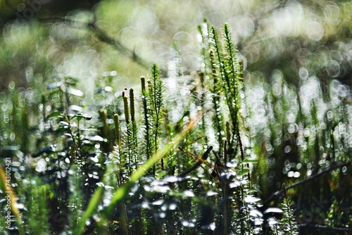 grass in the morning