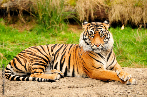 Foto South China Tiger Images, Stock Photos