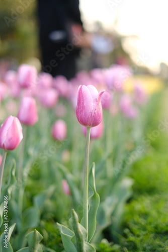 Pink tulip flowers garden
