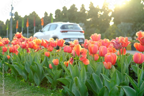 Beautiful Tulip flowers at Shantipath Chanakyapuri, The ongoing Delhi Tulip Festival organised by the New Delhi Municipal Corporation (NDMC)
