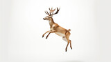 Deer Jumping isolated on white background