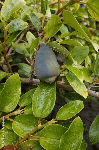 Ficus pumila branch with syconium photo