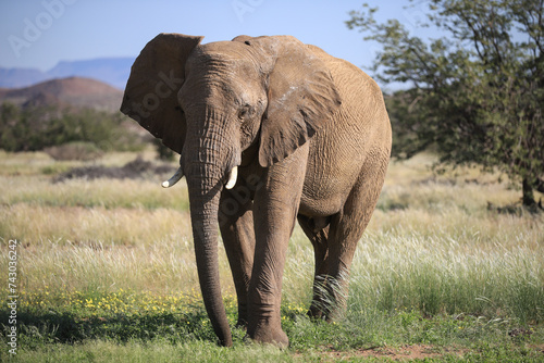 one desert adapted elephant in Damaraland, Namibia