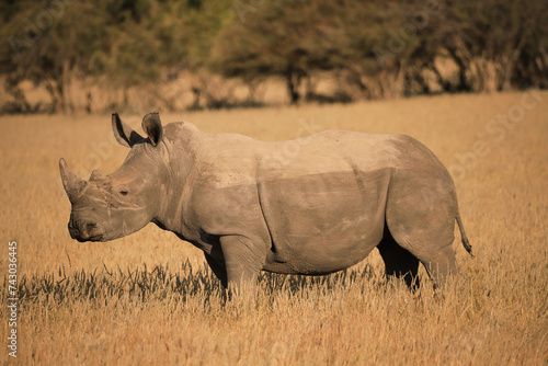 white rhino in the grasslands of Etosha NP