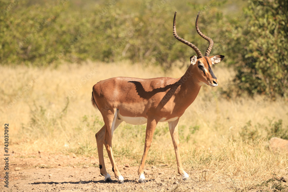 one male impala antelope drinks at a waterhole in Etosha NP one male impala antelope drinks at a waterhole in Etosha NP