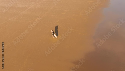 Bird's eye view drone of a surfer walking in the sand out of the ocean at Birubi Beach NSW at sunset photo