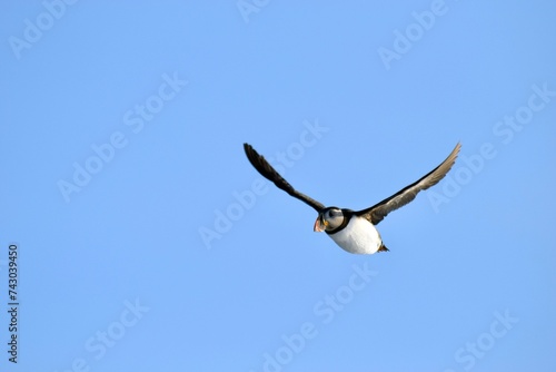 Svalbard, Summer in the high Arctic. Puffin in flight 