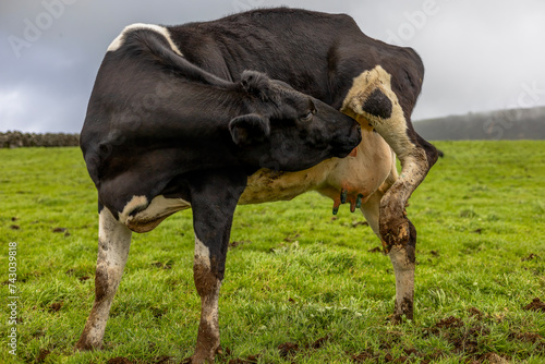 vaca leiteira numa fazenda