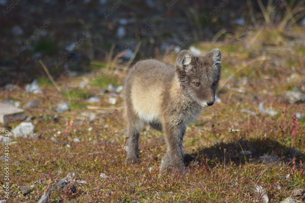 Svalbard, Summer in the high Arctic. Arctic fox pup enjoying a warm summers day in the artic
Svalbard, Summer in the high Arctic. Arctic fox pup enjoying a warm summers day in the artic