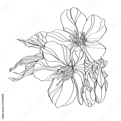 black and white line illustration of sakura flowers on a white background
