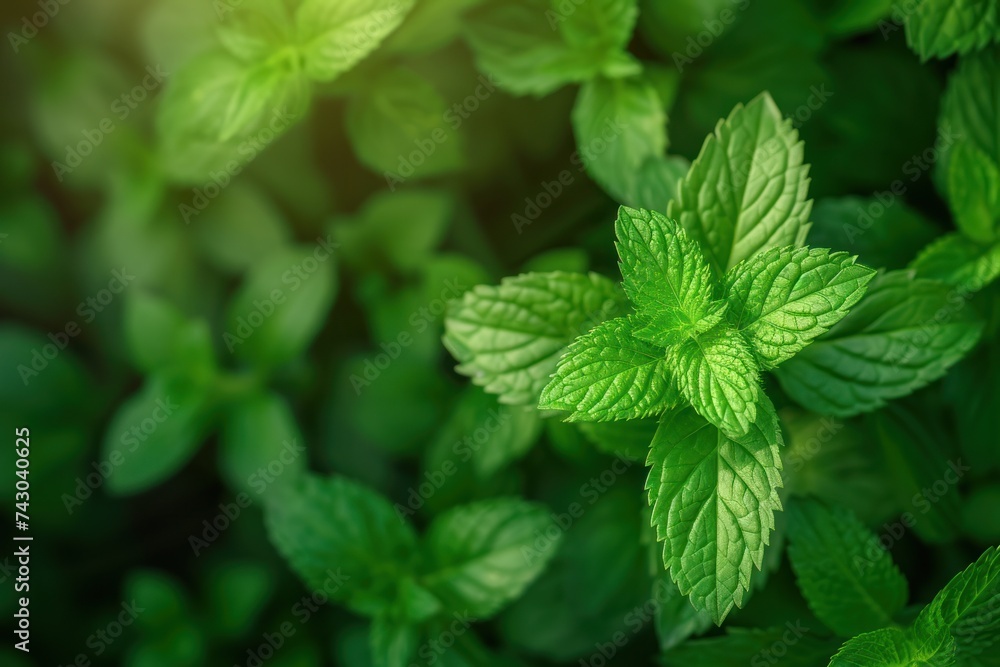 Top view. Fresh mint leaves. Fresh green background. Top view. Fresh mint leaves. Fresh green background.