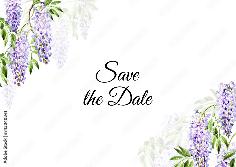Wisteria flower, save the date card.  Hand drawn watercolor,  illustration isolated on white background