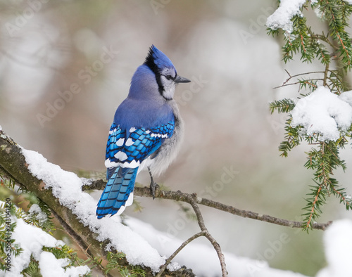 blue jay standing on the tree branch in spring © nd700