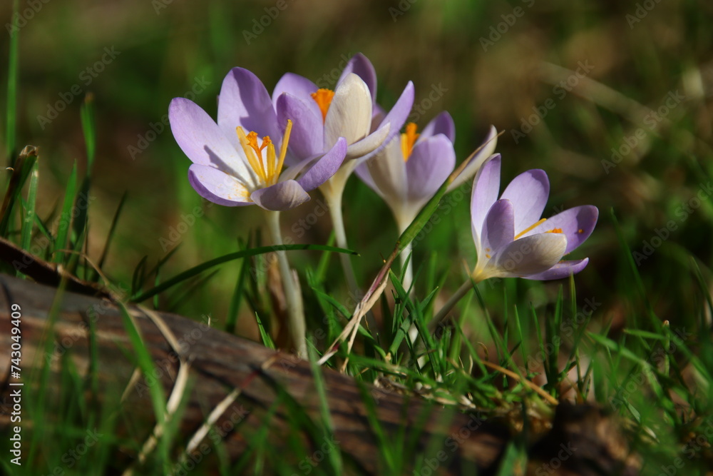 Elfen-Krokusse im Naturgarten Elfen-Krokusse im Naturgarten