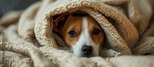 sad dog lies in a blanket J...