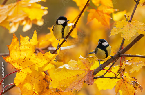 two tit birds sitting on maple branches with Golden leaves on a sunny autumn day