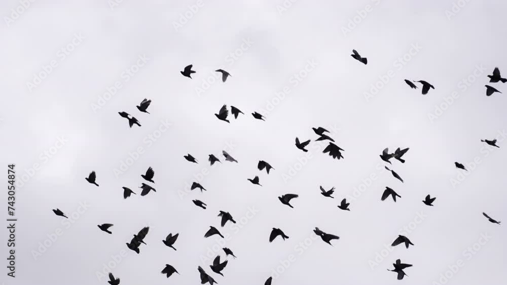 Flock of Birds Circling in the Sky. A flock of birds against the sky. Slow Motion at a rate of 240 fps Flock of Birds Circling in the Sky. A flock of birds against the sky. Slow Motion at a rate of 240 fps