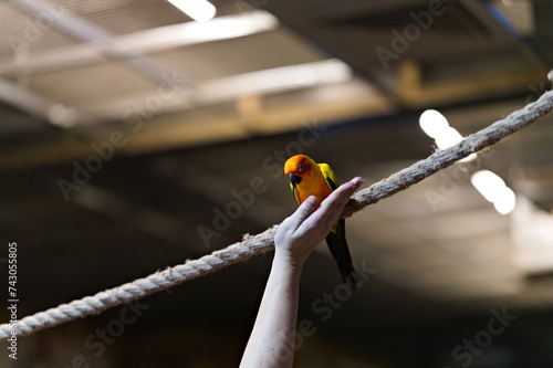 Papuga nimfa siedząca na linie w papugarni patrząca w dół na wyciągniętą rękę człowieka zachęcającego ją do wejścia
