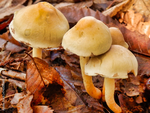 Hypholoma fasciculare (aka sulphur tuft, sulfur tuft or clustered woodlover) growing through the autumn leaf litter
 photo