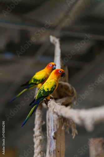 Dwie papugi nimfy siedzące na linie w papugarni