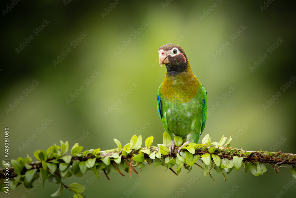 Medium-sized, rather chunky parrot of humid tropical lowlands. Found in rainforest and edge, where easily overlooked in the canopy, feeding quietly on fruits. Most often seen in fast direct flight. Medium-sized, rather chunky parrot of humid tropical lowlands. Found in rainforest and edge, where easily overlooked in the canopy, feeding quietly on fruits. Most often seen in fast direct flight.