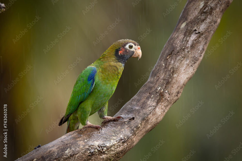 Medium-sized, rather chunky parrot of humid tropical lowlands. Found in rainforest and edge, where easily overlooked in the canopy, feeding quietly on fruits. Most often seen in fast direct flight.