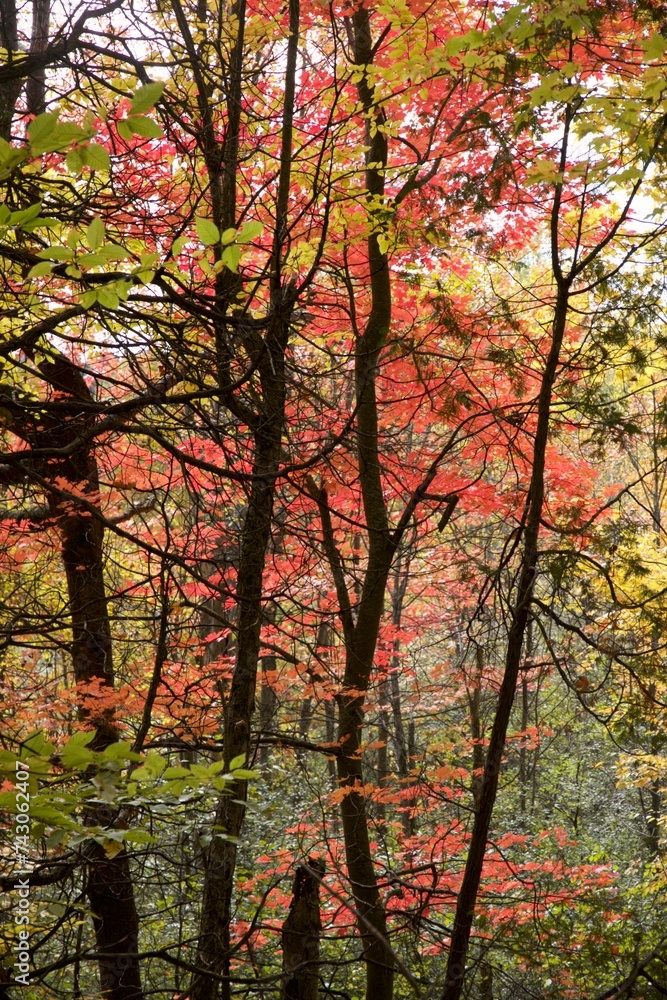 autumn in the park