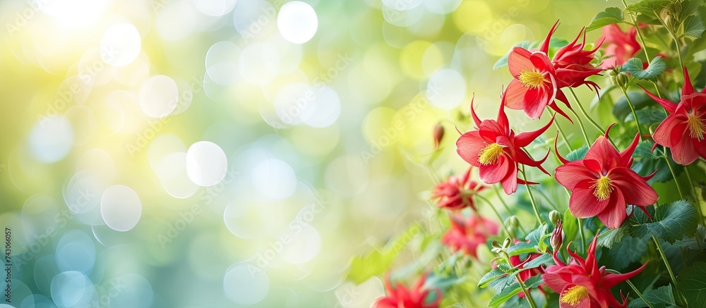 A cluster of vibrant red columbine flowers can be seen blooming on a green plant. The flowers stand out against the blurred green background, symbolizing the arrival of spring.