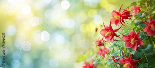 A cluster of vibrant red columbine flowers can be seen blooming on a green plant. The flowers stand out against the blurred green background  symbolizing the arrival of spring.