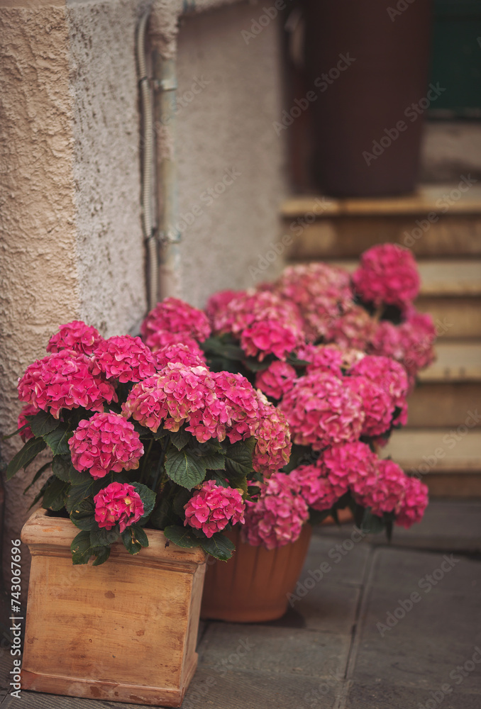 Beautiful flowers of pink hydrangea in a flowerpot on the steps of the facade of a restaurant, flower shop. Gardening. Soft selective focus. Beautiful flowers of pink hydrangea in a flowerpot on the steps of the facade of a restaurant, flower shop. Gardening. Soft selective focus.