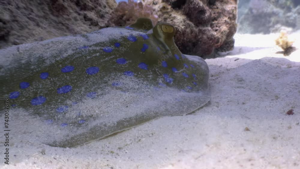 Stringray Getting Cleaned Clear water reveals intricate details of spotted stingray on sandy ...