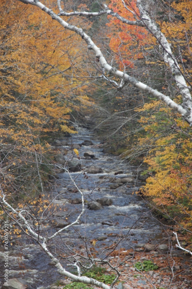 Fototapeta premium stream in autumn forest