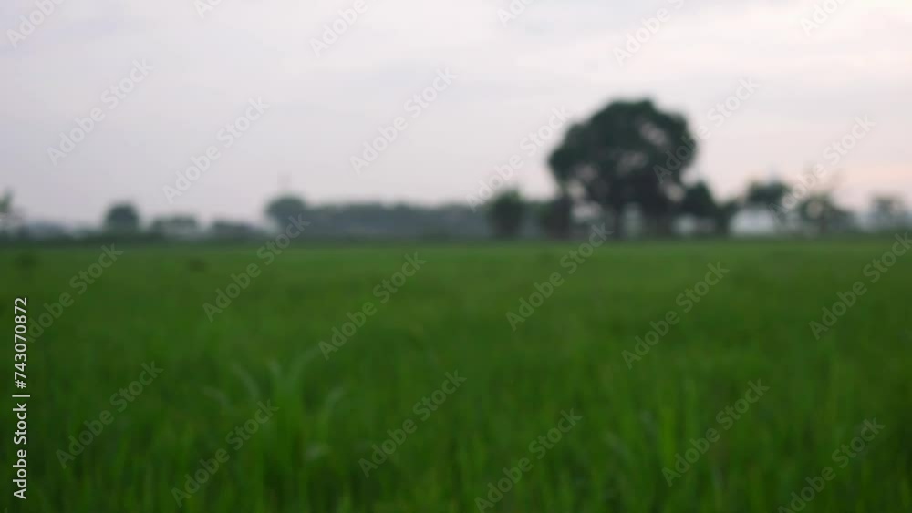 Blurry aerial view rice field and clouds on sky Blurry aerial view rice field and clouds on sky