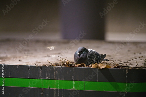Gołąb miejski siedzący na gnieździe na wierzchu przystanku tramwajowego w mieście