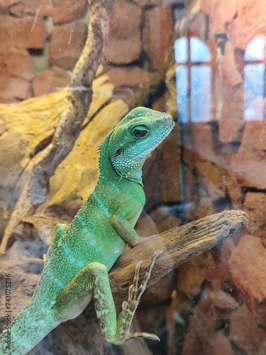 green-blue lizard