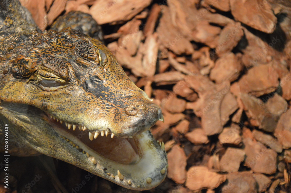 Fototapeta premium cayman in the zoo, croc, gator