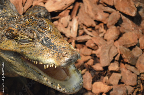 cayman in the zoo  croc  gator