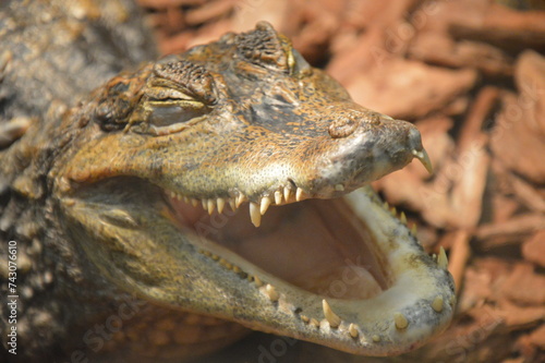 cayman in the zoo, croc, gator